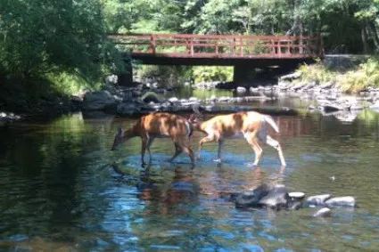 White-Tailed Deer at the Creek